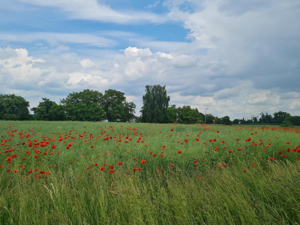 Siedlisko Jozefka Villa Zarobka Exteriör bild